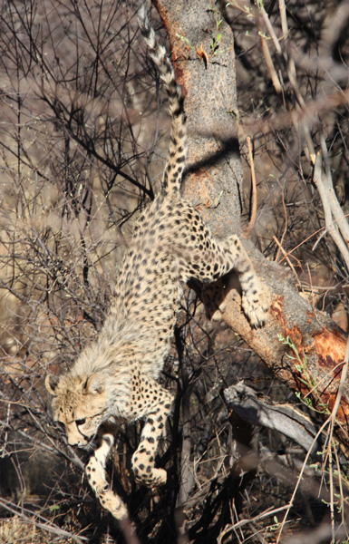 Cub leaving Tree